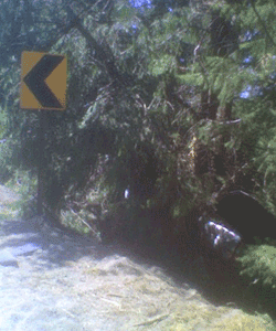 One Dead After Car Hits Tree | News | Khq.com