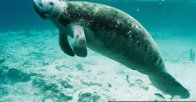 SeaWorld releases rescued manatee back into Florida waters | Spokane ...