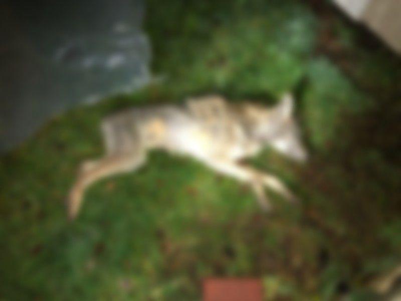 North Spokane Couple Shoots Coyote That Wandered Into Their Backyard Tried To Attack Their Dog News Khq Com