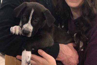 Spokanimal Closes Dog Kennel For 10 Days Due To Parvo Scare News Khq Com