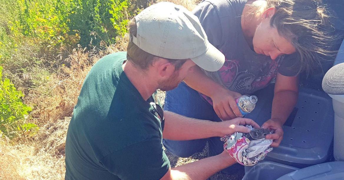 Washington state biologists rescue 33 pygmy rabbits | Spokane News ...