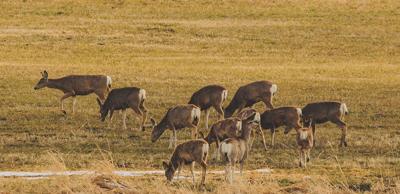 Chronic Wasting Disease