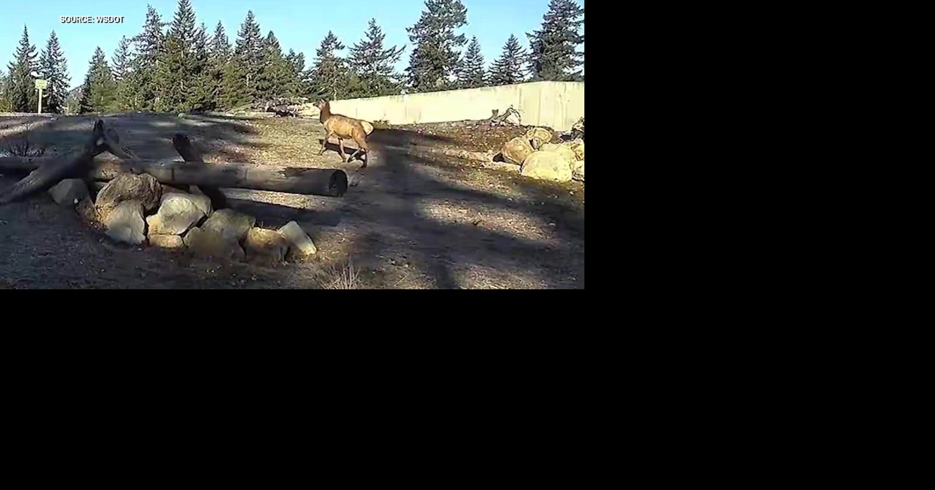 Wildlife crossing at Snoqualmie Pass records first elk of 2026