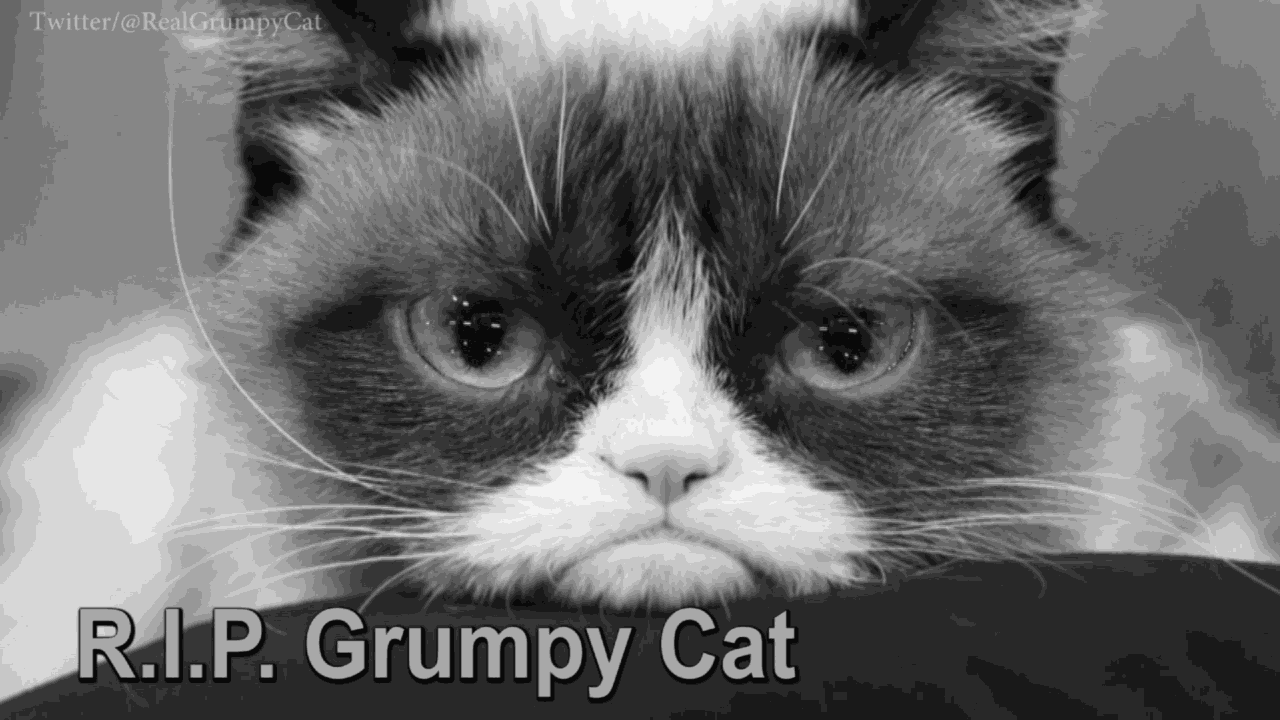 Internet Sensation Grumpy Cat Has Died At Age 7 Top Video Khq Com