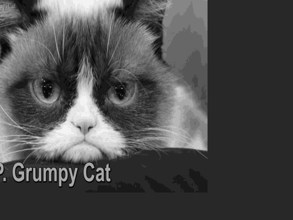 Internet Sensation Grumpy Cat Has Died At Age 7 Top Video Khq Com