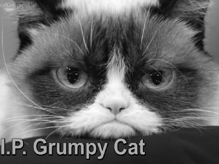 Internet Sensation Grumpy Cat Has Died At Age 7 Top Video Khq Com