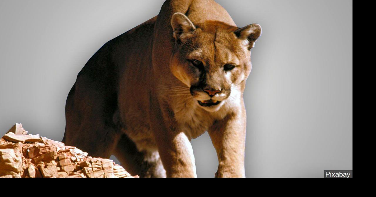 Ephrata police investigate social media reports of possible cougar sighting