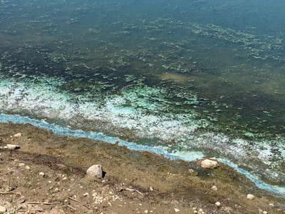 Harmful Algal Bloom in Hill County