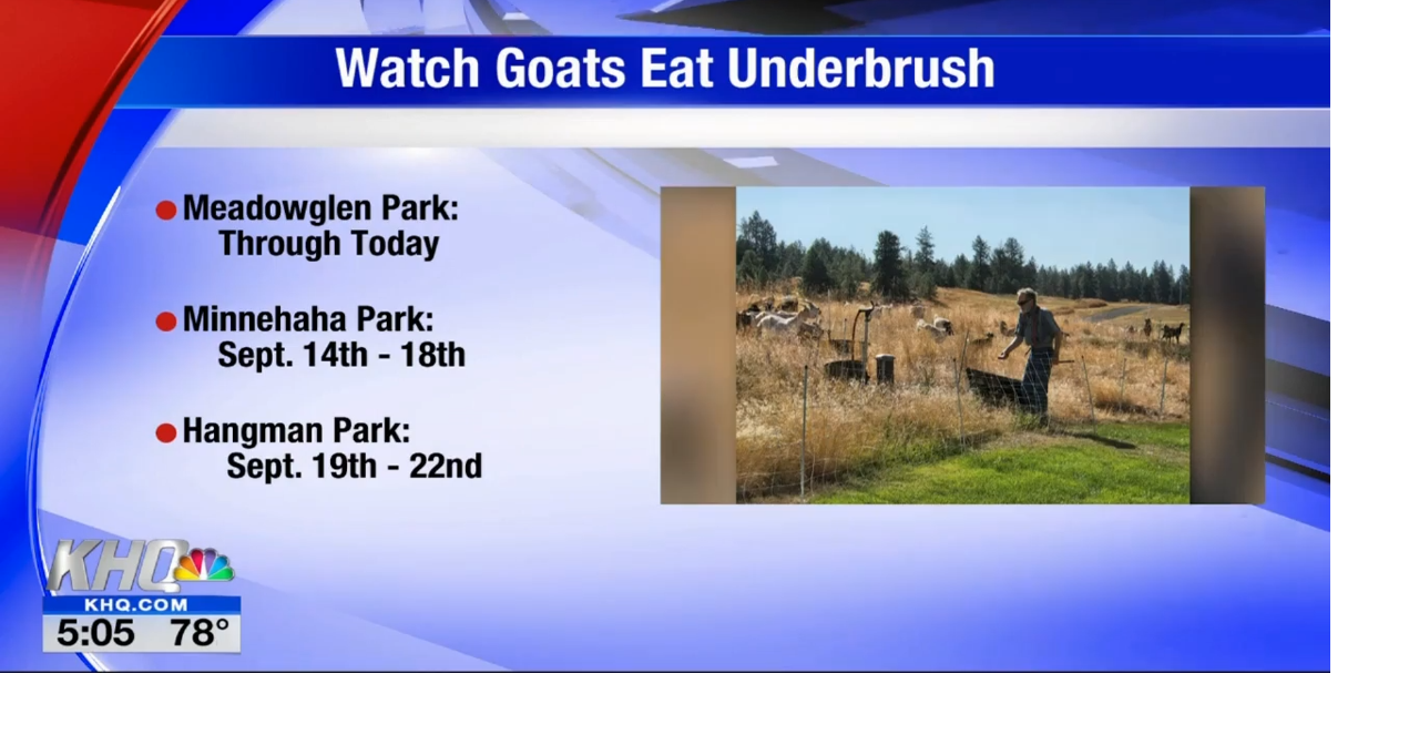 Goats help eat underbrush in Spokane to help prevent fires Spokane
