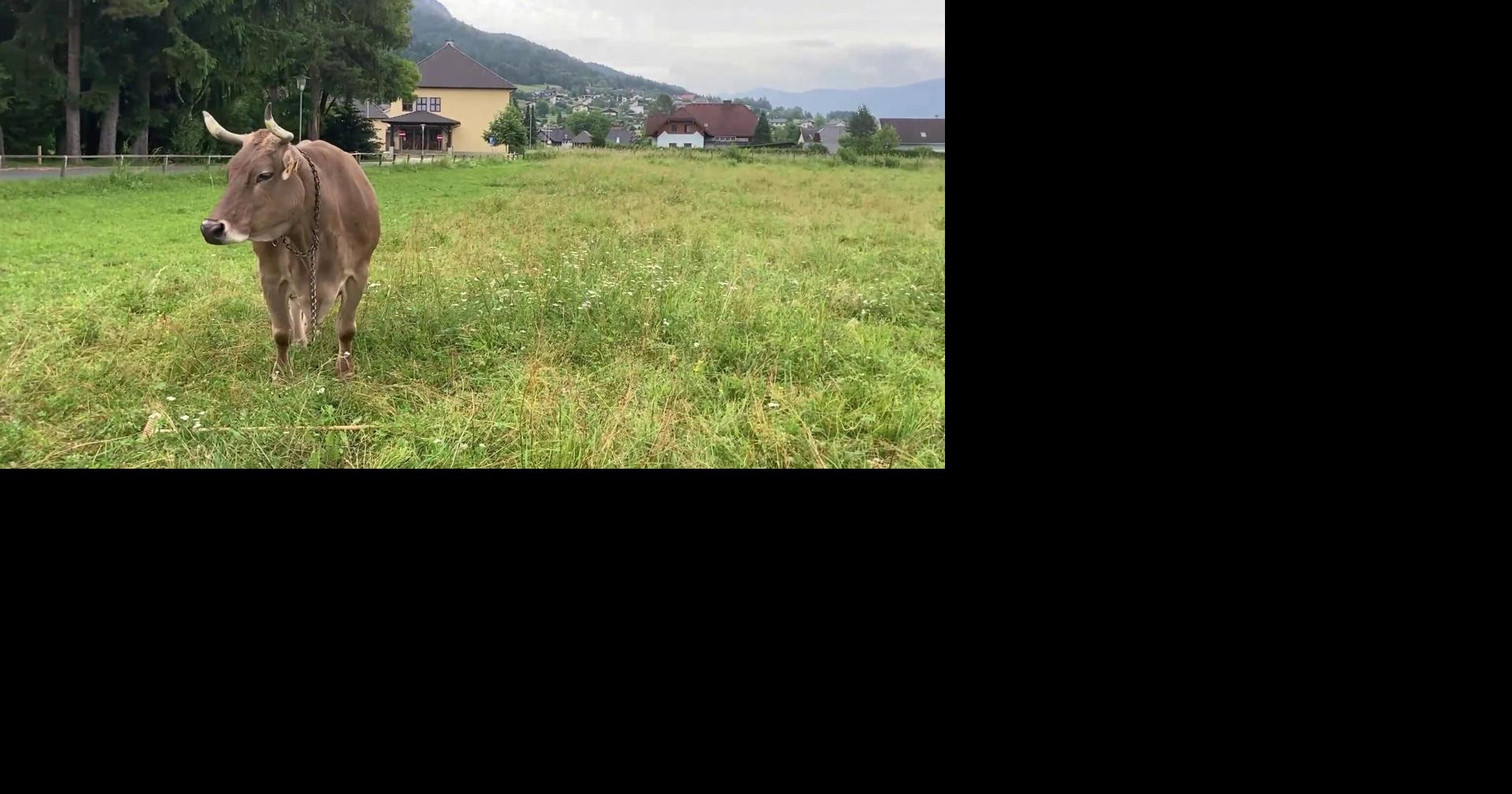 Clever cow named Veronika uses tools to do things like scratch her back