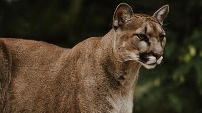 Oregon officials call off cougar hunt after hiker's death