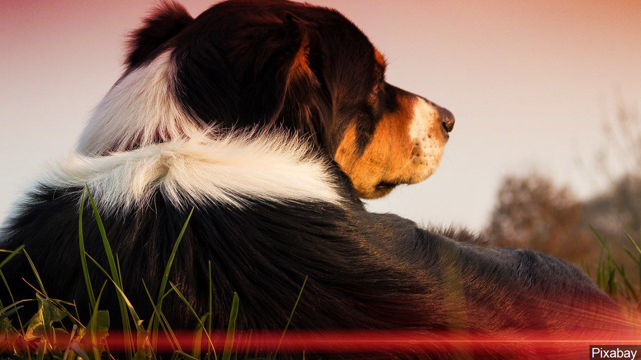 dog foods that are causing heart disease