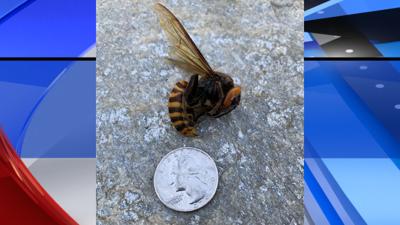 Asian Giant hornet sighting Custer, Wash.