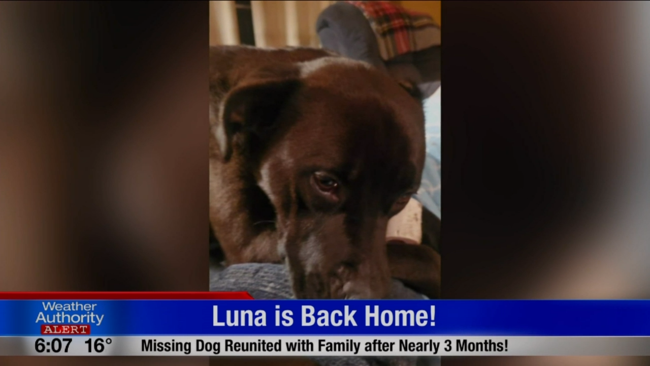 Chattaroy Family Dog Found Safe After Going Missing For Over Two Months News Khq Com #dota #dota2 #gameplay we upload the best dota 2 gameplays on youtube. chattaroy family dog found safe after going missing for over two months
