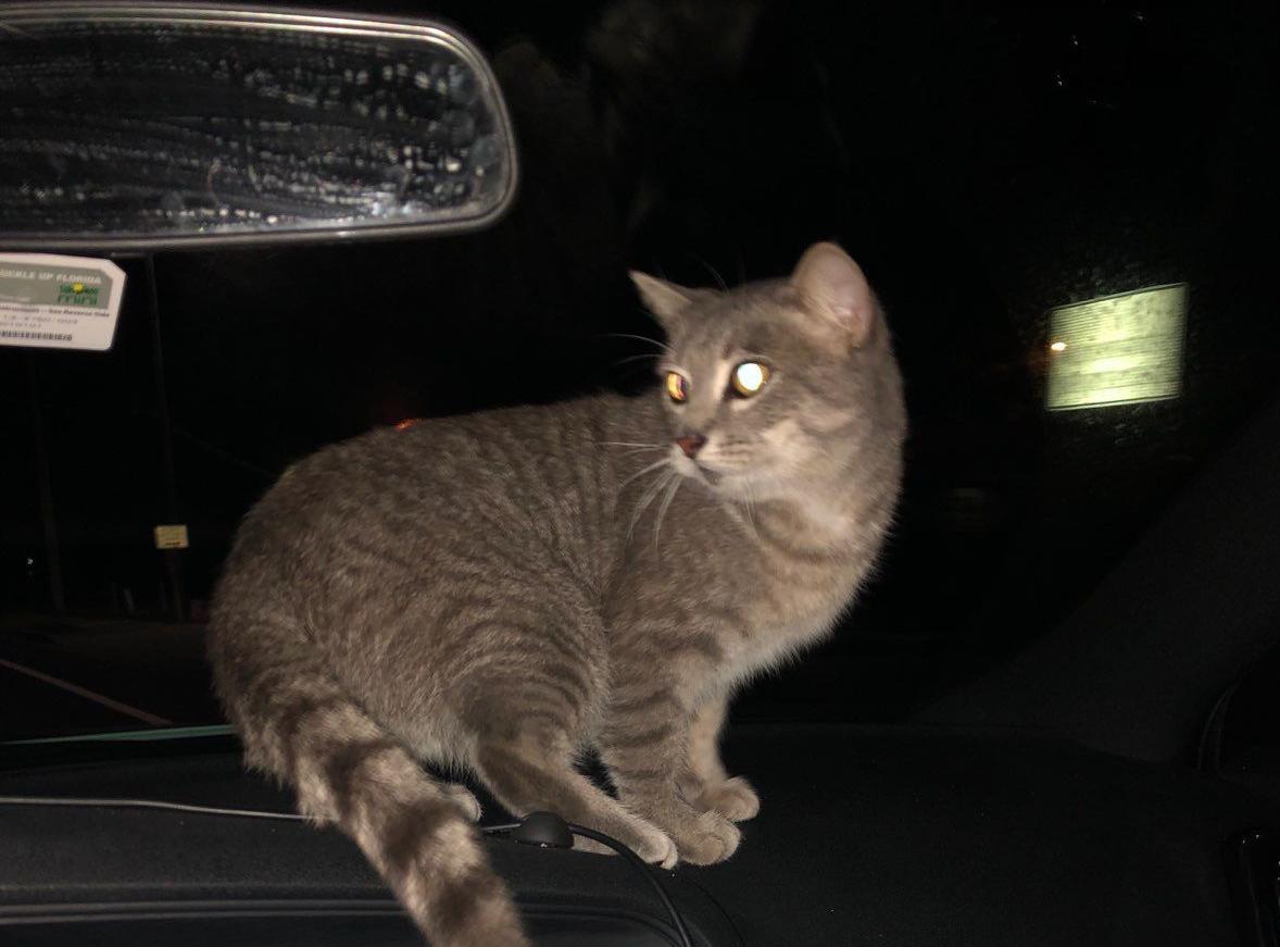 Florida Cat Reunited With Owner Two Years After Hurricane Irma