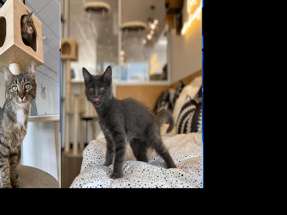 North Spokane Cat Cafe Surpasses 100 Cat Kitten Adoptions News Khq Com
