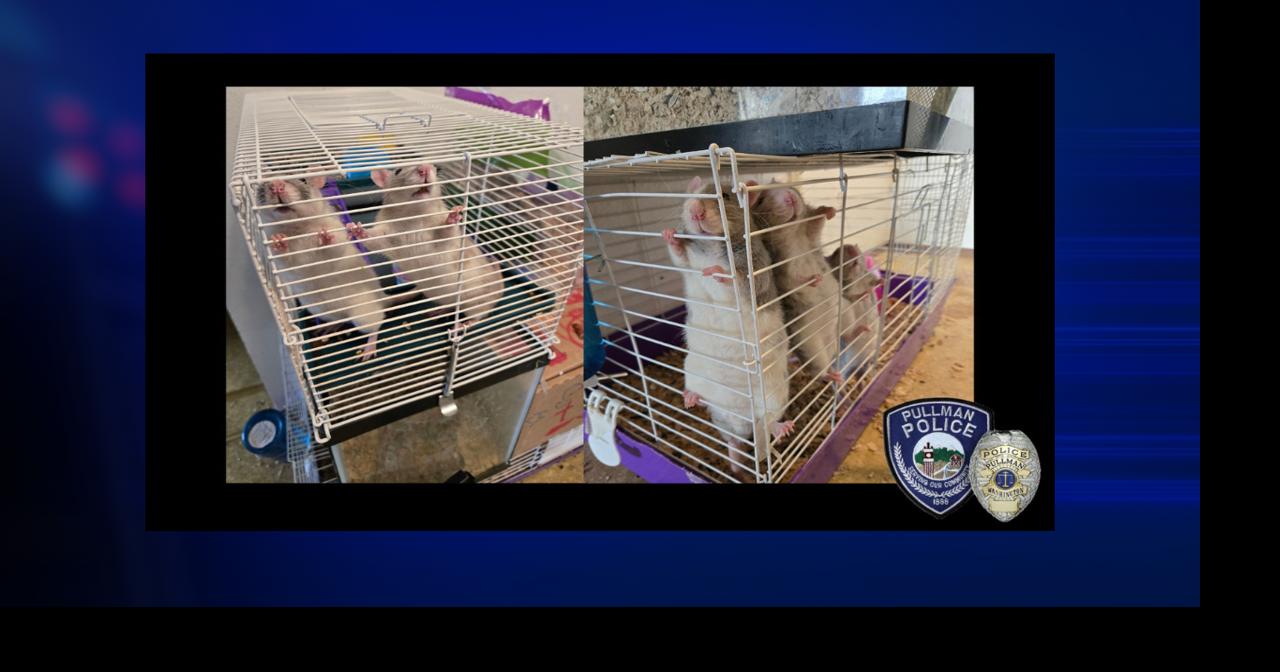 Pullman police seek homes for 6 abandoned pet rats after rescue ...