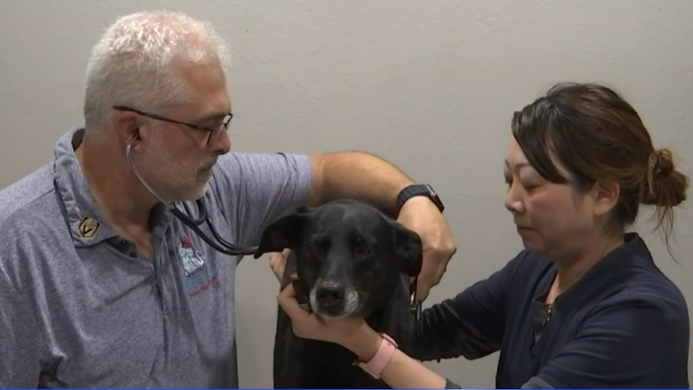 Mysterious dog illness cancels holiday event for Inland Empire
