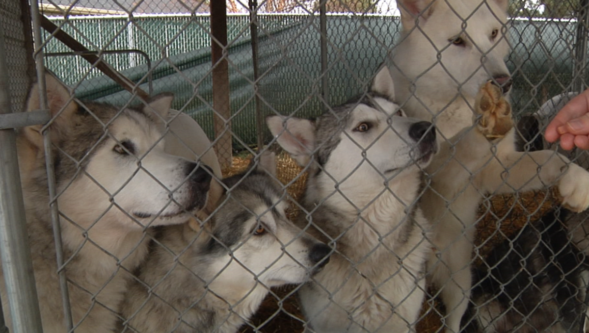 Bitterroot animal shelter sales