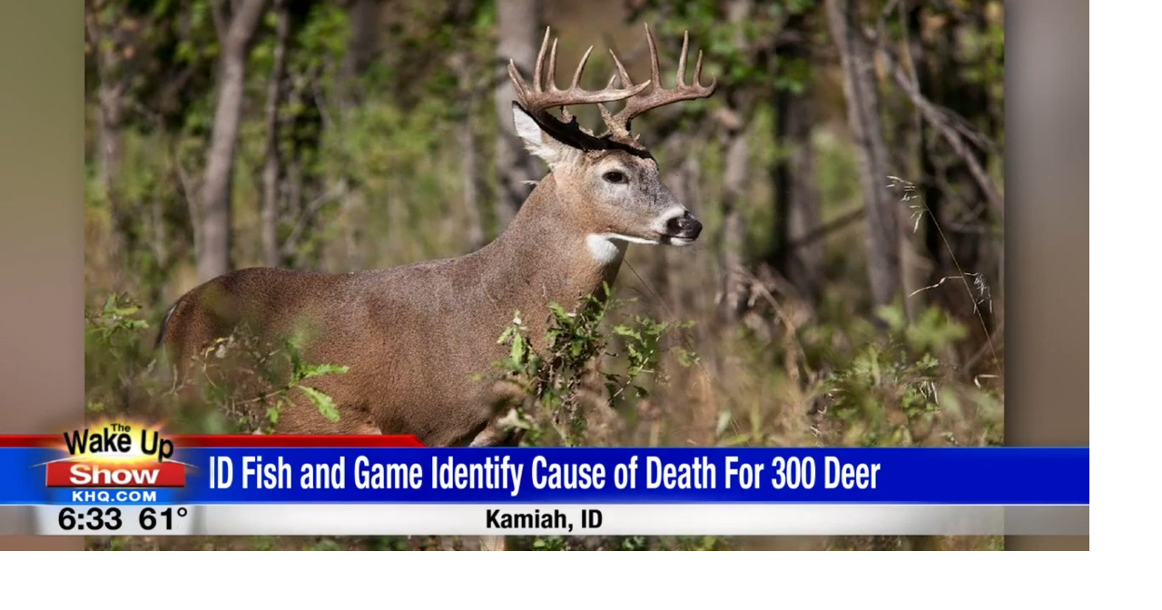 Idaho Fish and Game confirm hemorrhagic disease in multiple dead deer