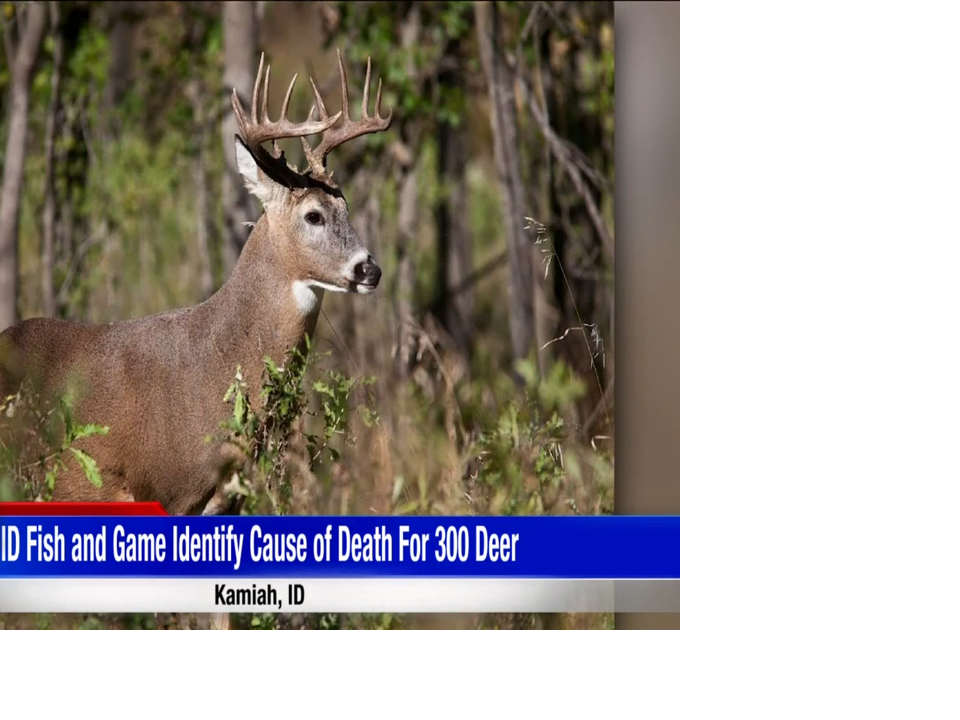 Idaho Fish and Game confirm hemorrhagic disease in multiple dead deer