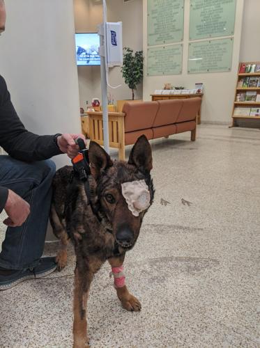 Moses Lake K9 shot by fleeing robbery suspect continues to recover ...
