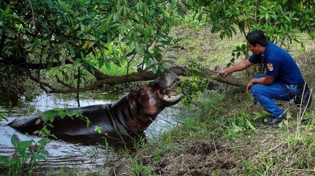 ヒッポ海を渡る 7か国 Hippo Goes Overseas Hippos Amahle and