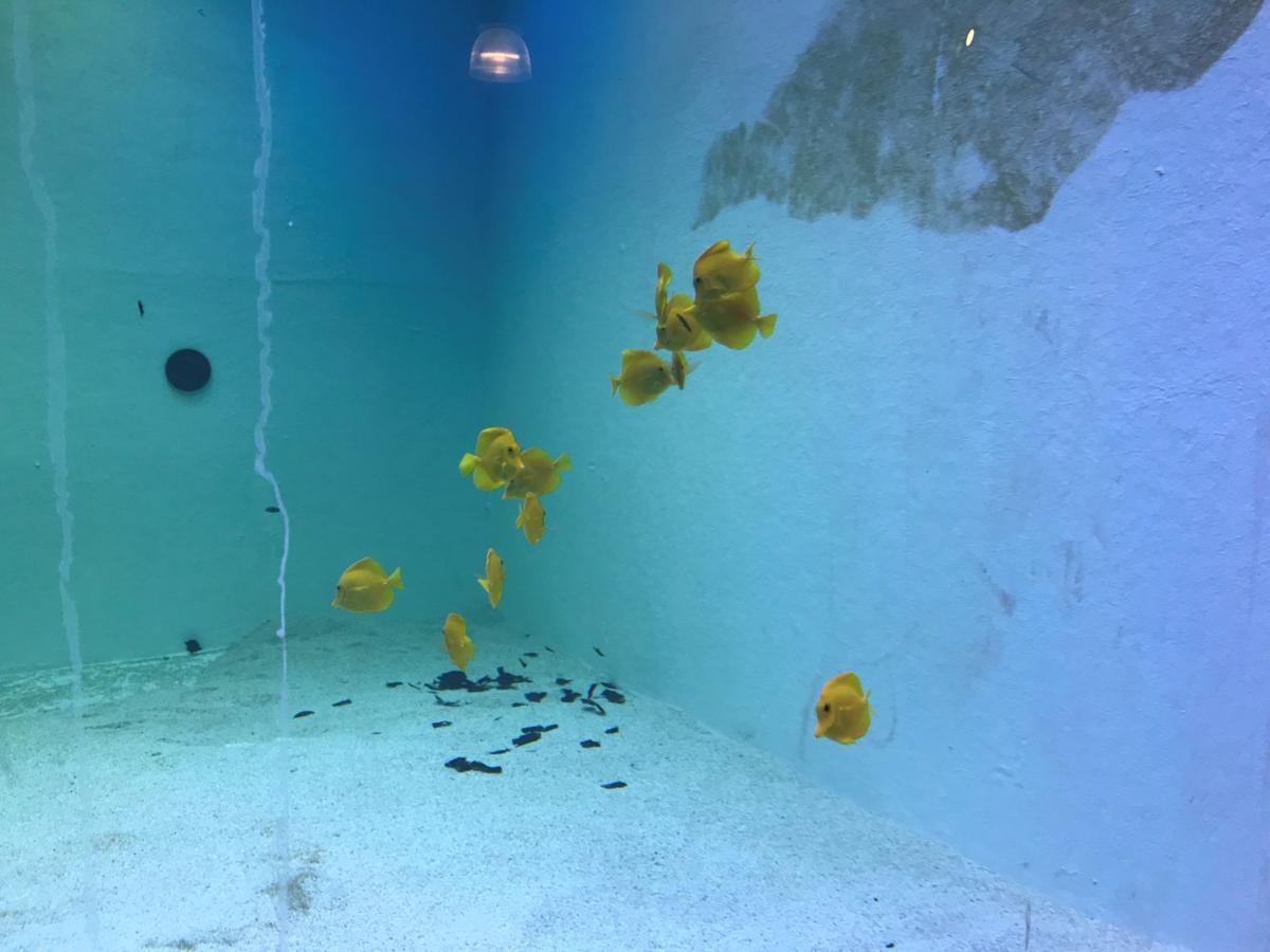 Blue Zoo Spokane, an interactive aquarium in NorthTown Mall, set to