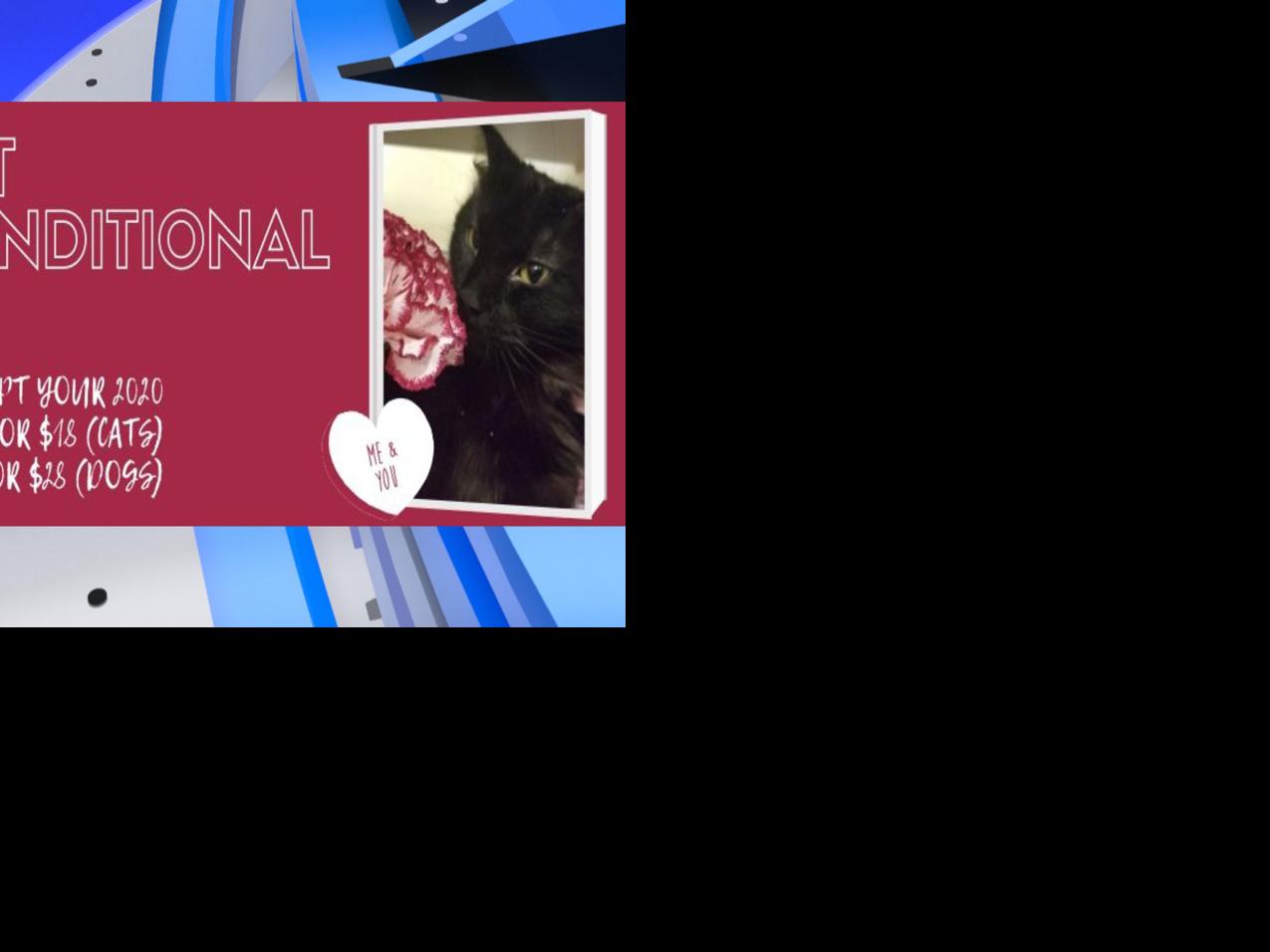 Scraps Offering 18 Cat 28 Dog Adoptions During Valentine S