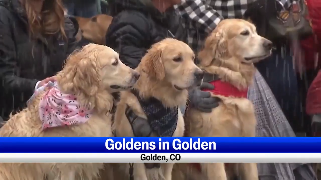 Golden retriever cheap day 2019