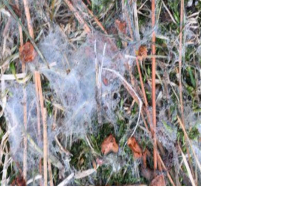 Snow Mold showing up in yards Top Video