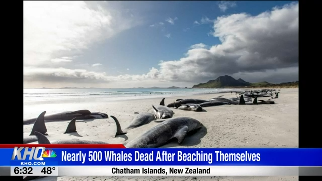 Dozens Of Pilot Whales Die In New Zealand's 3rd Mass Stranding In A Week