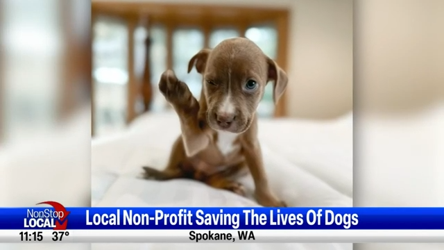Non profit rescues near hot sale me