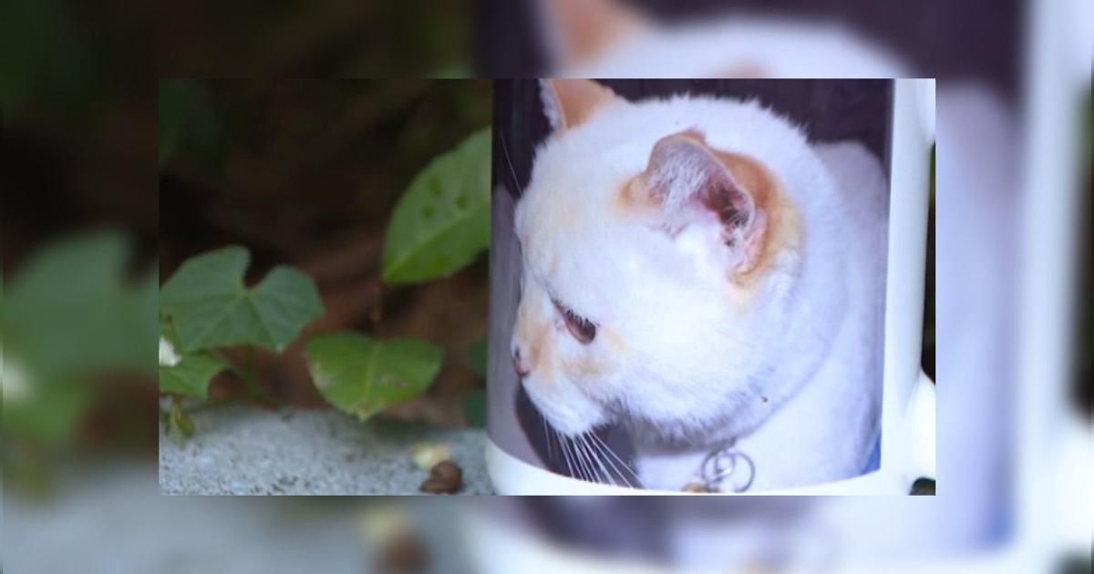Deceased Cat Receives Voter Registration Form In Mail Owners Don
