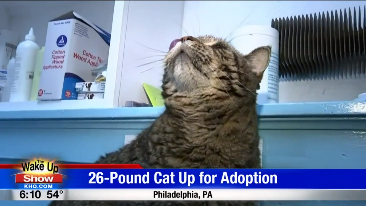 26 pound cat store up for adoption