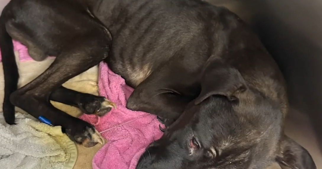 Malnourished dog gets second chance at life after collapsing on Spokane woman's porch - Vimarsana News