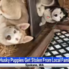 Stolen puppies and text threats leave Spokane family scared