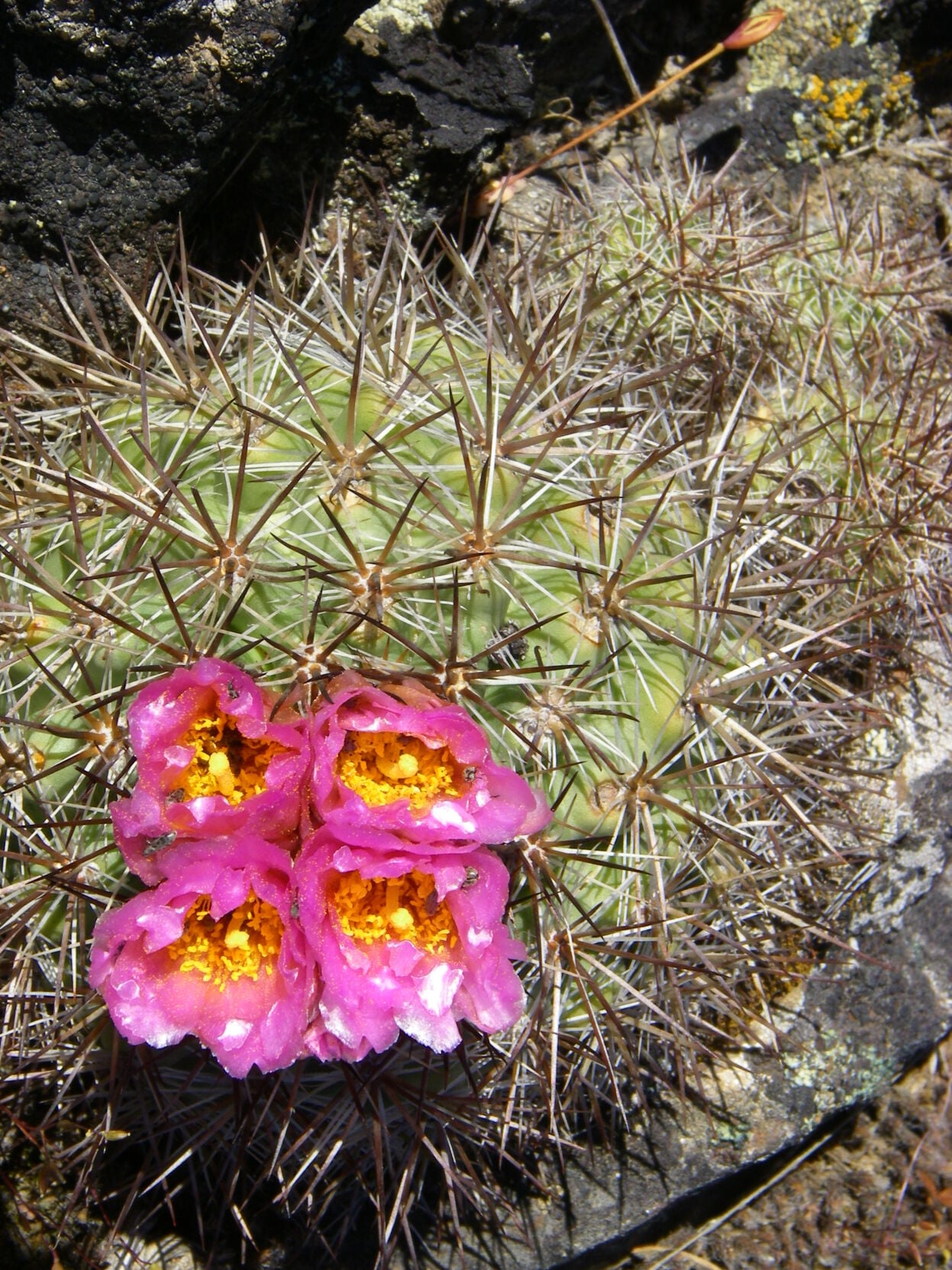 western cactus enterprises Western Cactus – Platinum Prop House, Inc main image 1