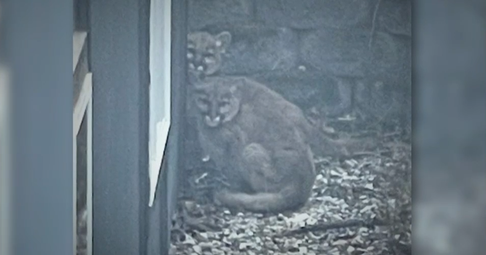 North Idaho family faces trial for illegal wildlife killing