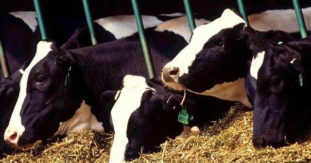 Health officials investigate illness spike involving raw milk consumption in Idaho