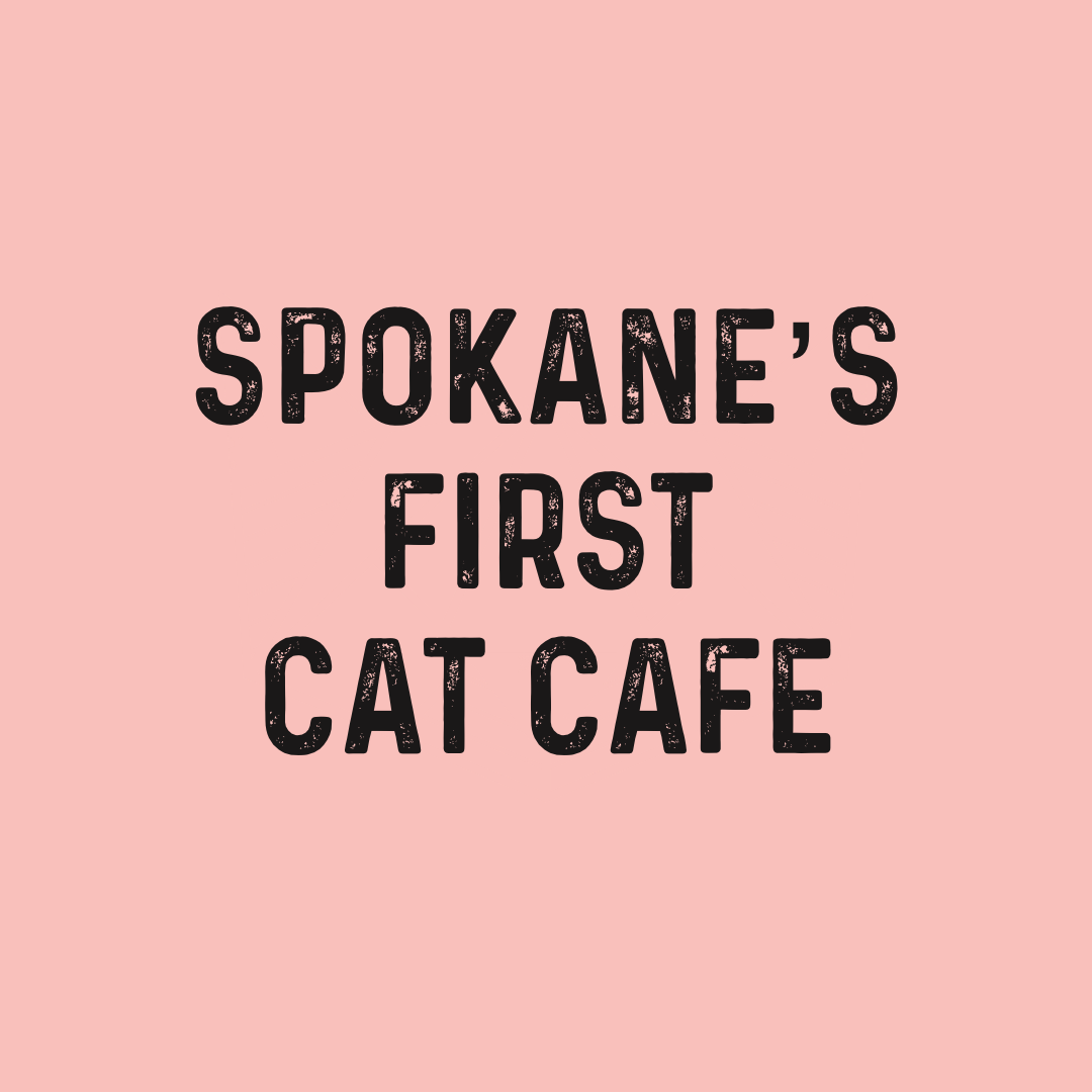 Kitty Cantina Couple seeks to open Spokane s first cat  