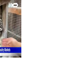 Vaccine for chickens considered in wake of bird flu | Spokane News