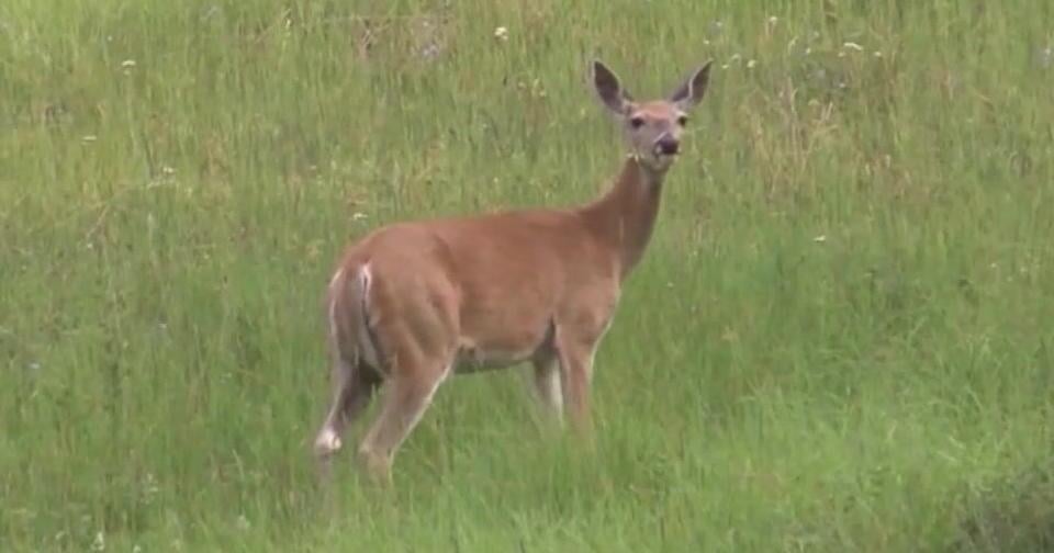Chronic wasting disease found in Idaho Unit 15 south of Grangeville