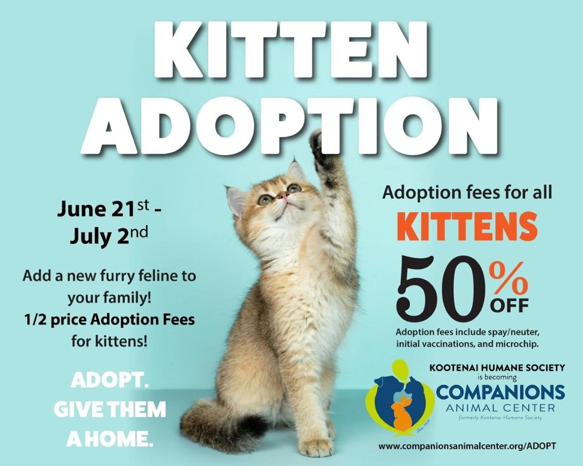 adopt – cats – Spokane Humane Society