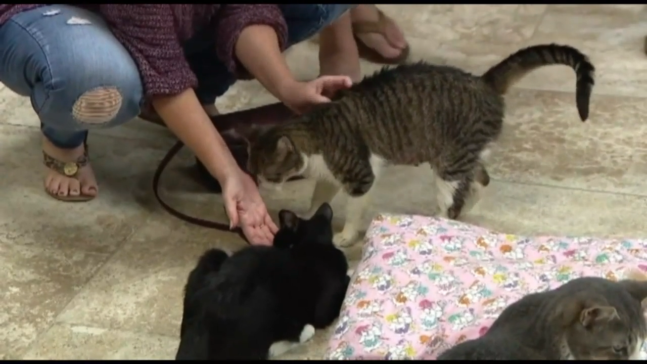 Meow Hear This Study Says Cats React To Sound Of Their Name