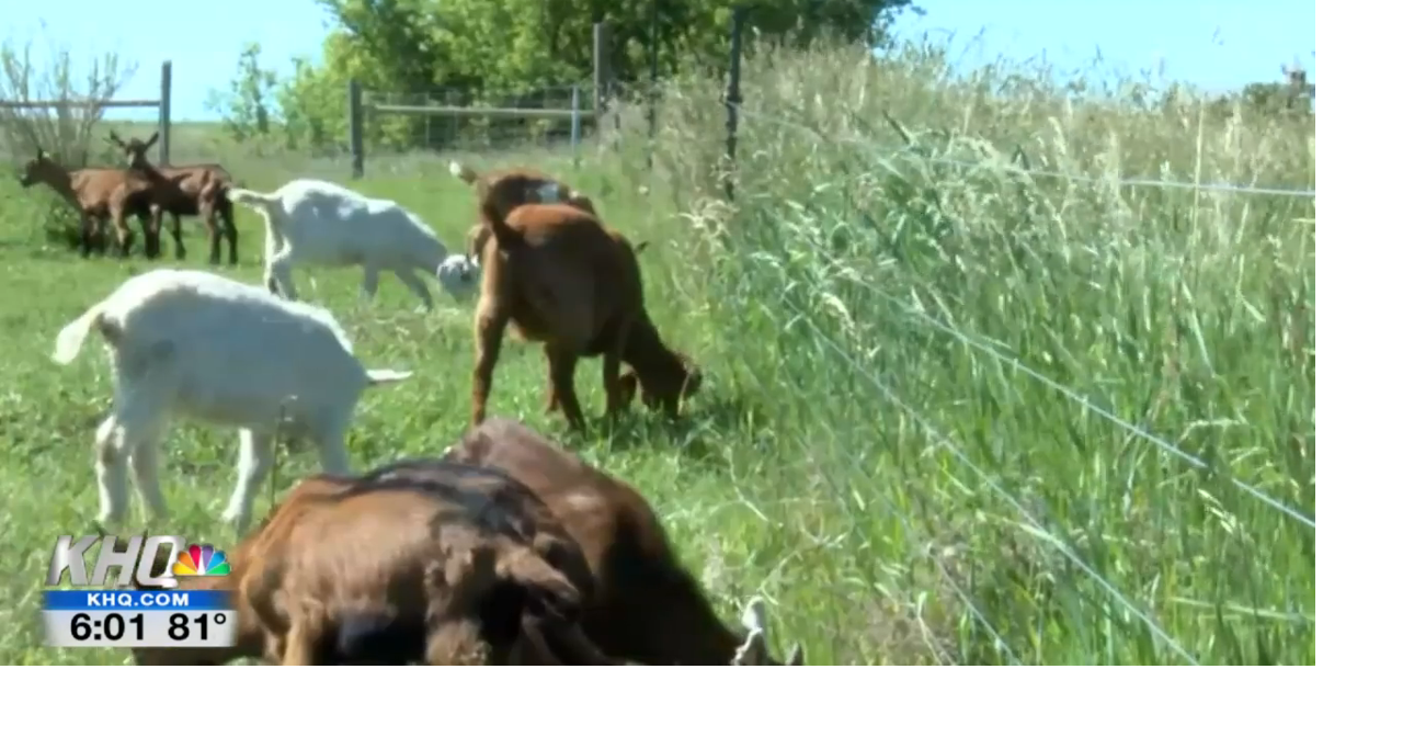 Cheney ranch offers goats for rent to create defensible spaces Spokane News