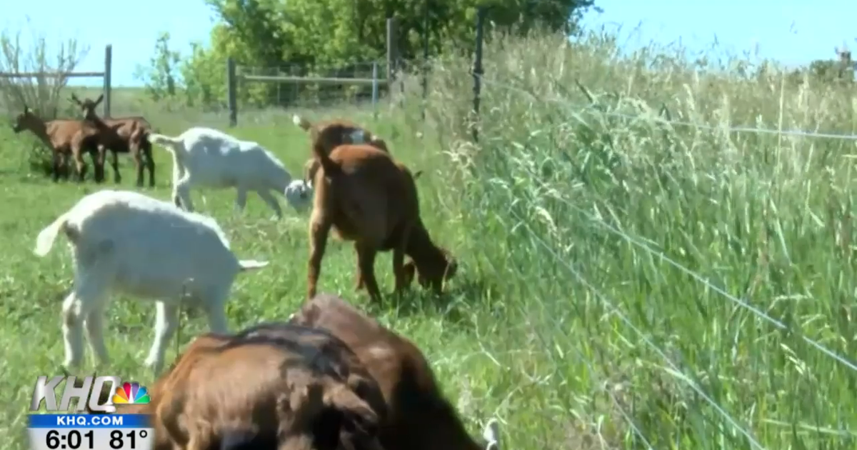 Cheney ranch offers goats for rent to create defensible spaces ...