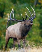 North Idaho hunters can expect strong big game season