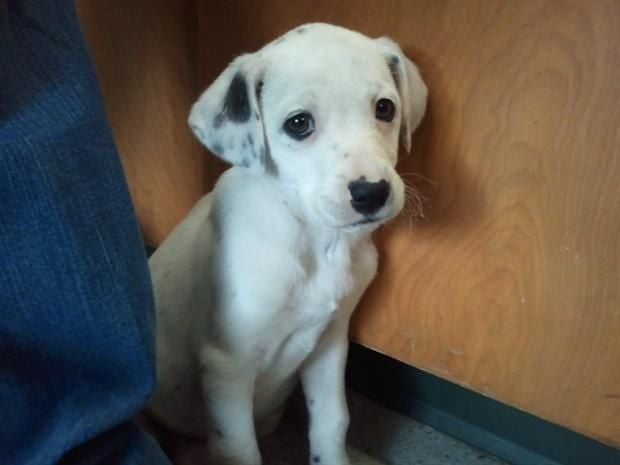 dalmatian lab mix puppy