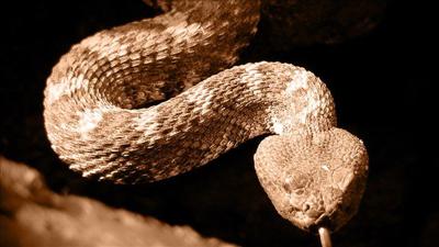 Australia Zoo Holds Competition To Name Venomous Snake After Your Ex National Khq Com